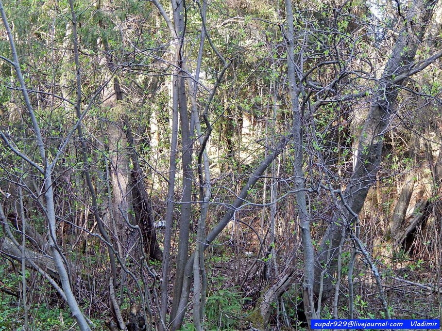 Ольха у дороги