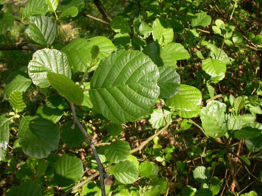 Ольха черная (Alnus glutinosa)