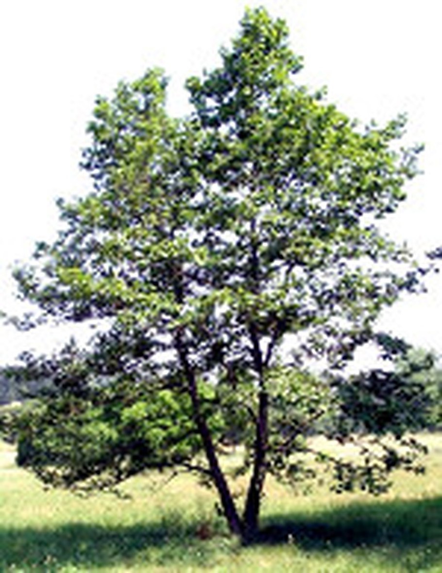 Ольха черная (Alnus glutinosa)