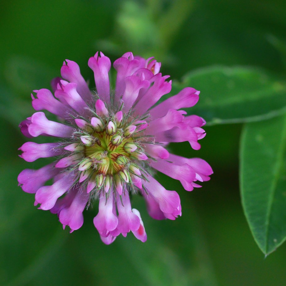 Клевер средний Trifolium Medium