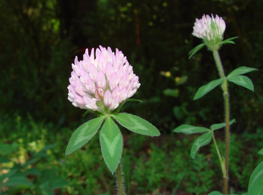 Клевер (Trifolium)