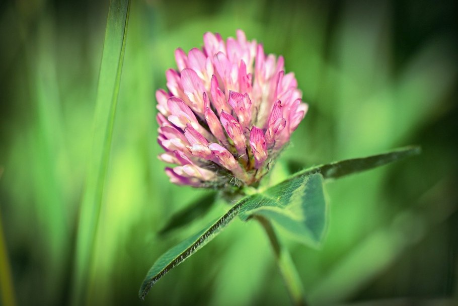 Красный Клевер Trifolium pratense