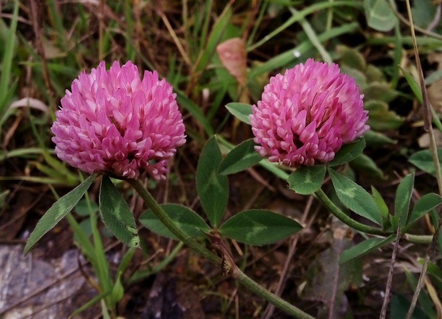 Клевер красный (Trifolium Rubens)