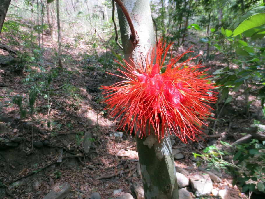 Бромелия эпифит