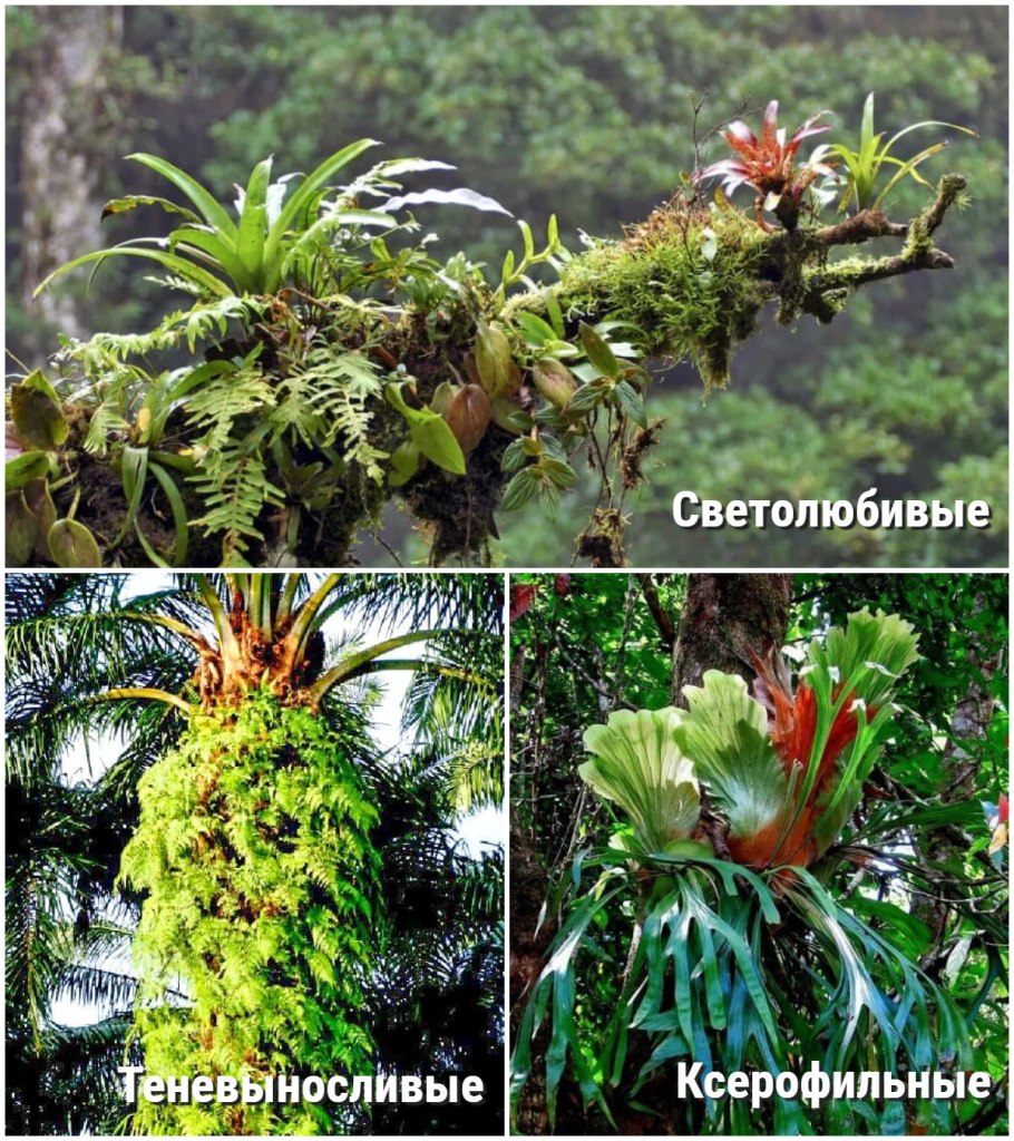 Эпифиты давалия