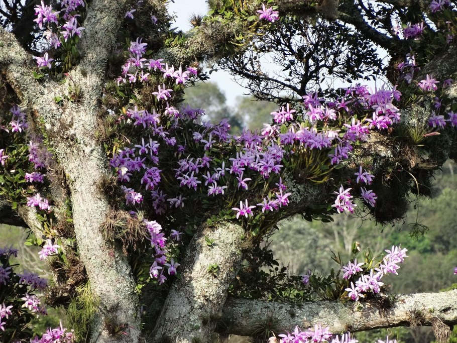Орхидея Каттлея в дикой природе