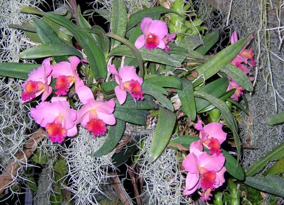 Орхидея эпифит