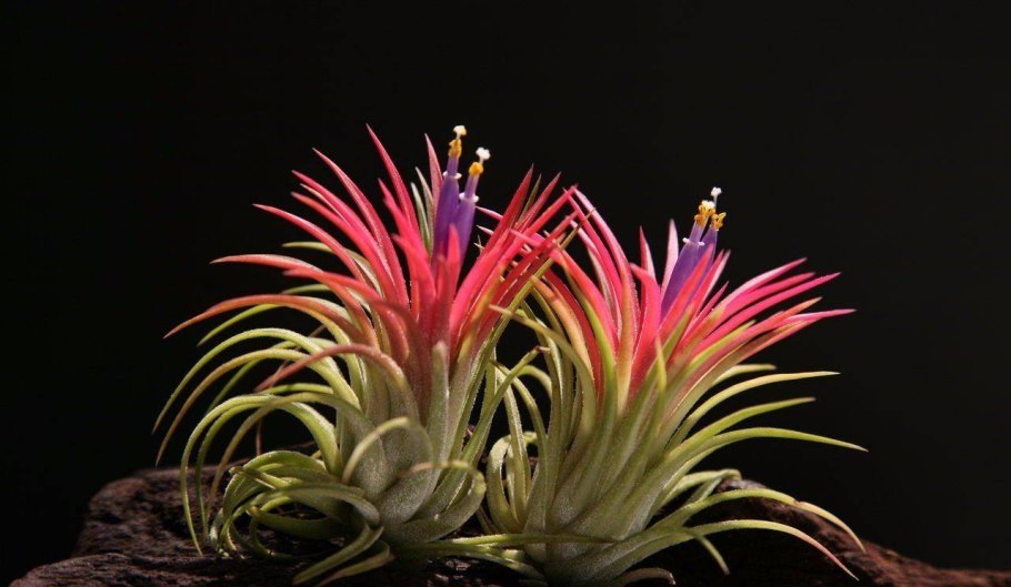 Цветок бромелия Тилландсия