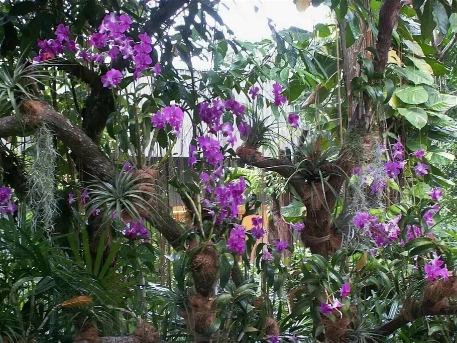 Орхидея эпифит