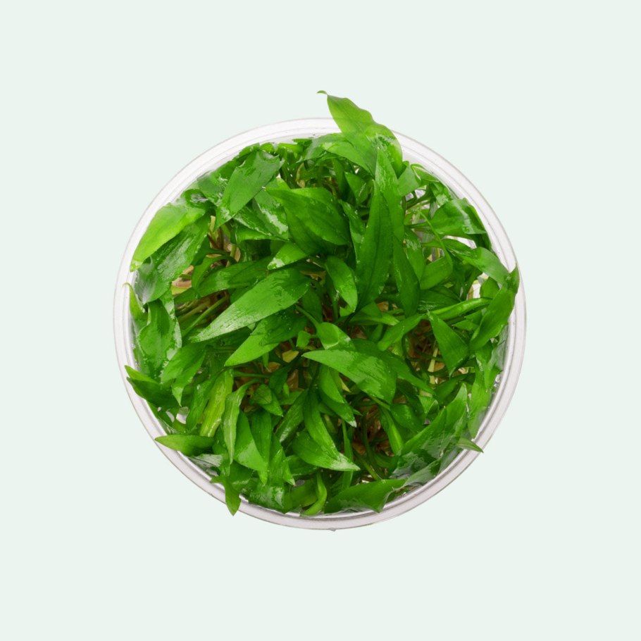 Криптокорина wenti Grin Vesco