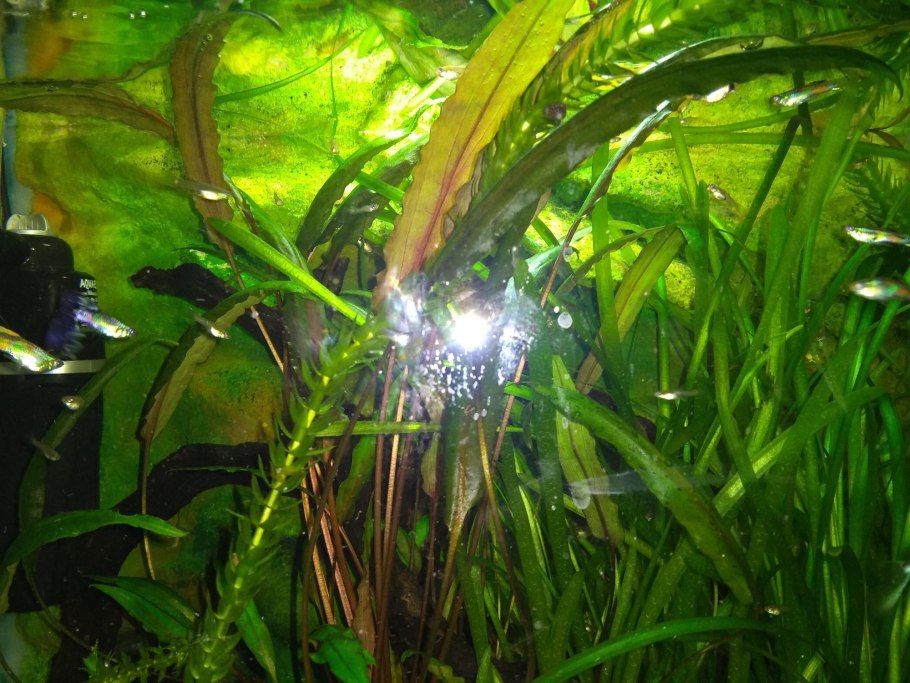 Криптокорина Вендта Грин Гекко