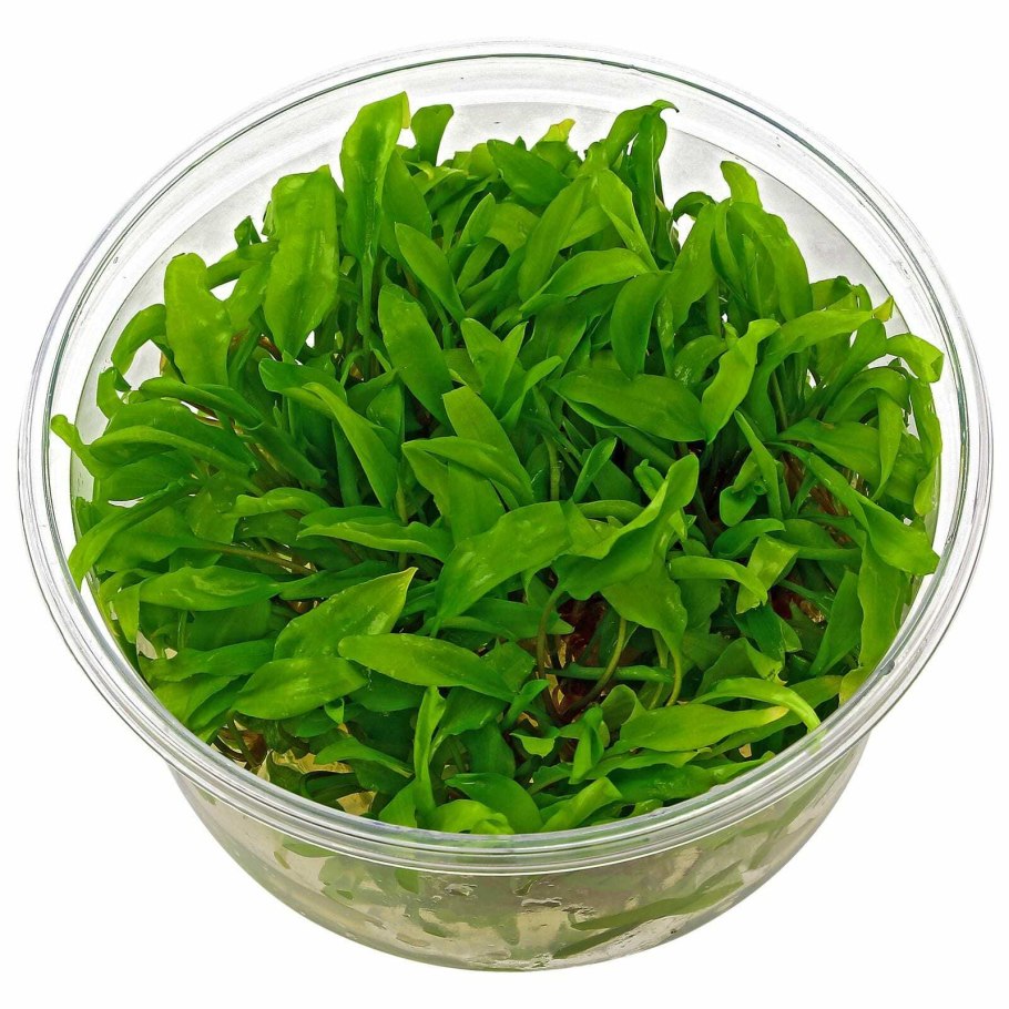 Криптокорина Вендта Нана