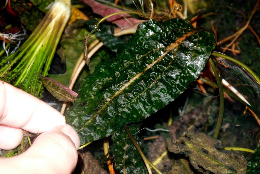 Cryptocoryne elliptica