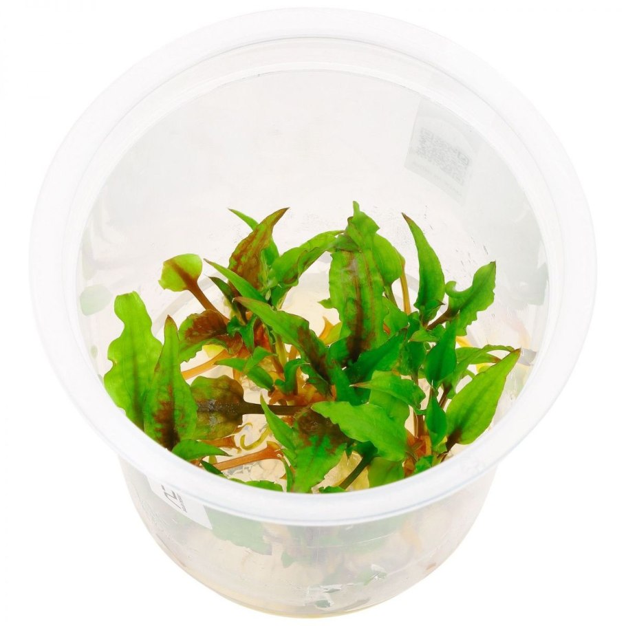 Криптокорина Вендта Грин Гекко