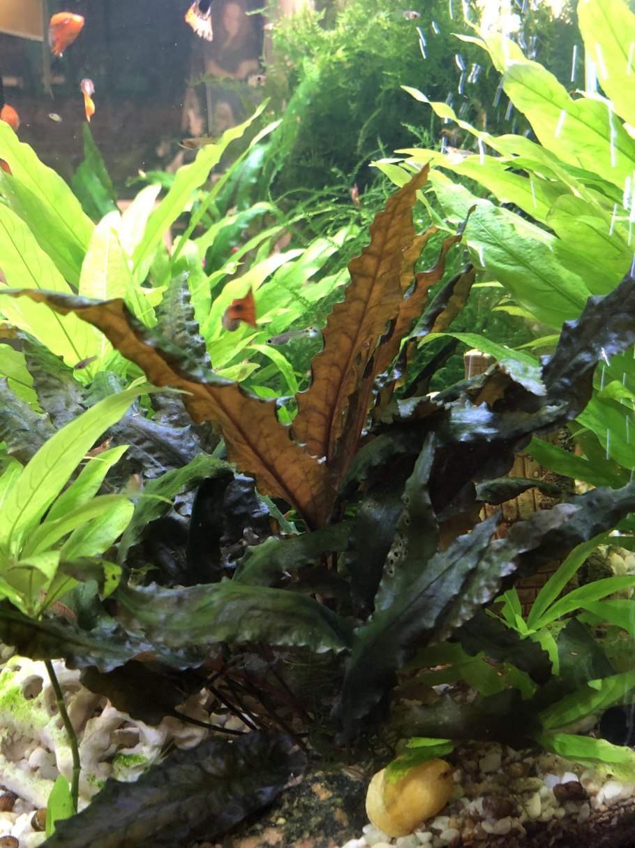 Криптокорина Вендта Грин