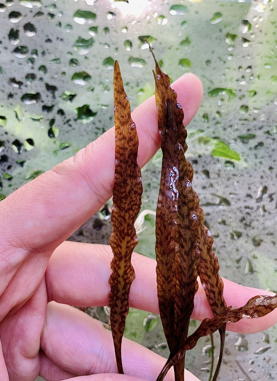 Cryptocoryne spiralis “Black”
