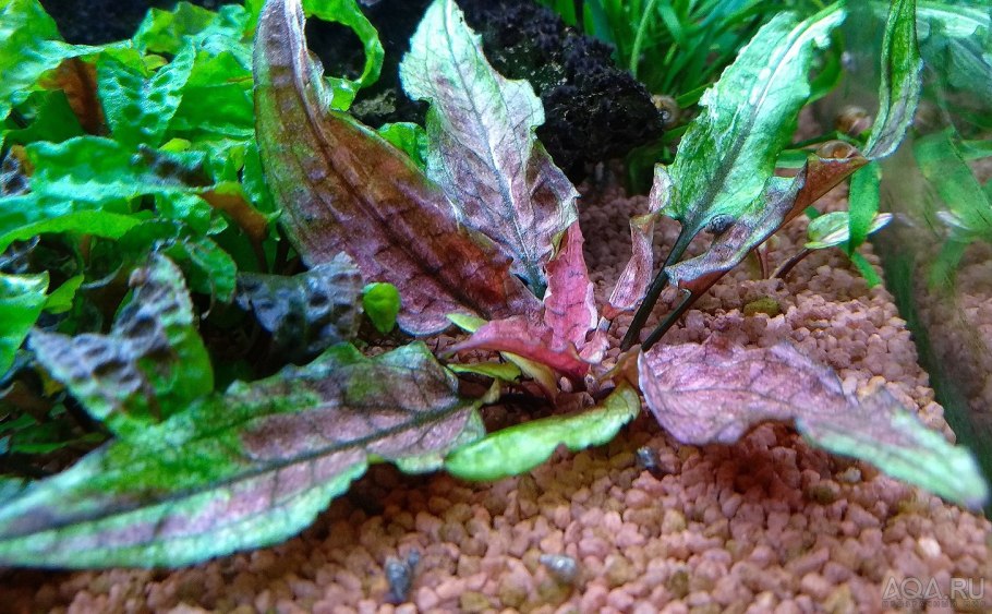 Криптокорина Вендта геккон