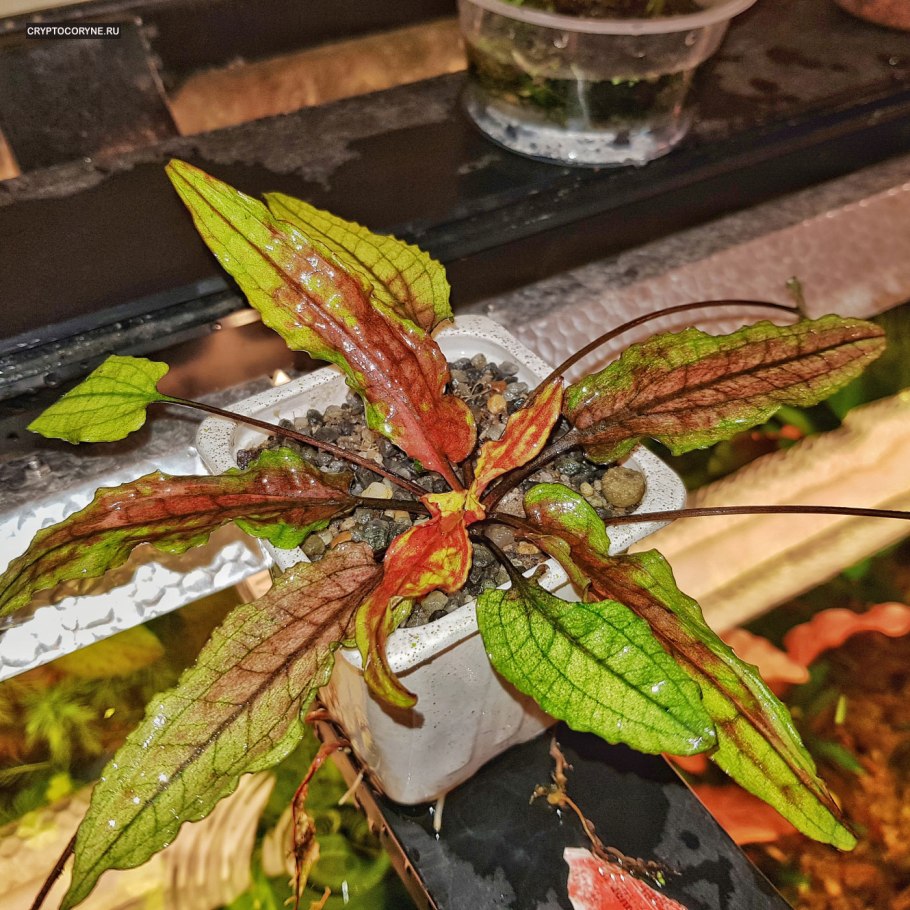 Криптокорина зеленый геккон