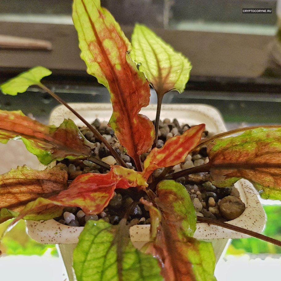 Cryptocoryne Грин геккон