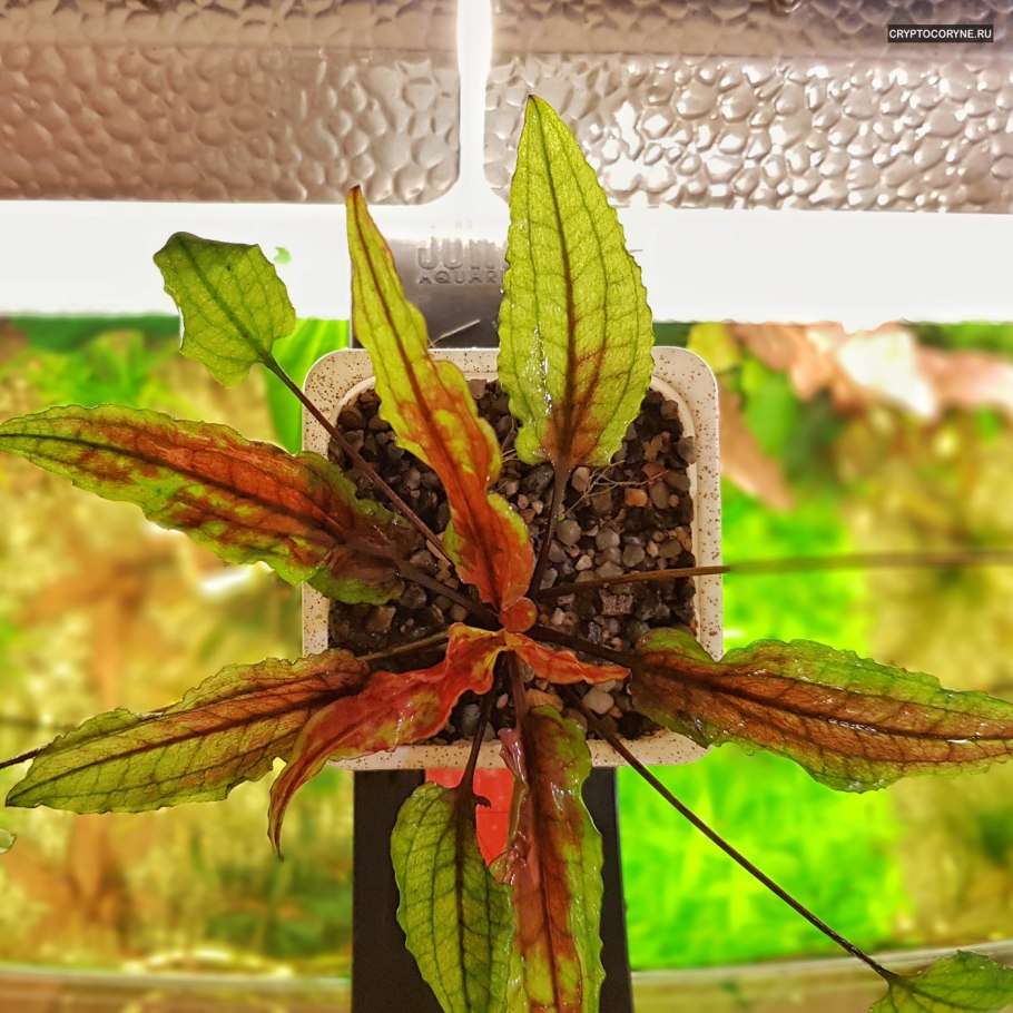 Криптокорина Вендта зеленый геккон
