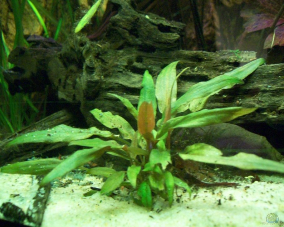 Криптокорина Вендта Грин Гекко