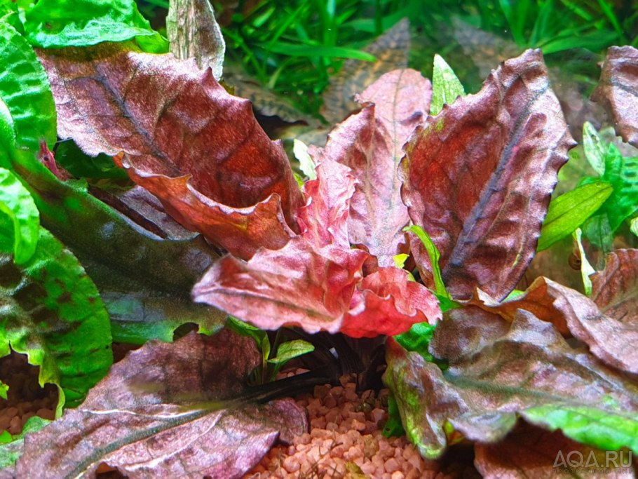 Криптокорина зеленый геккон