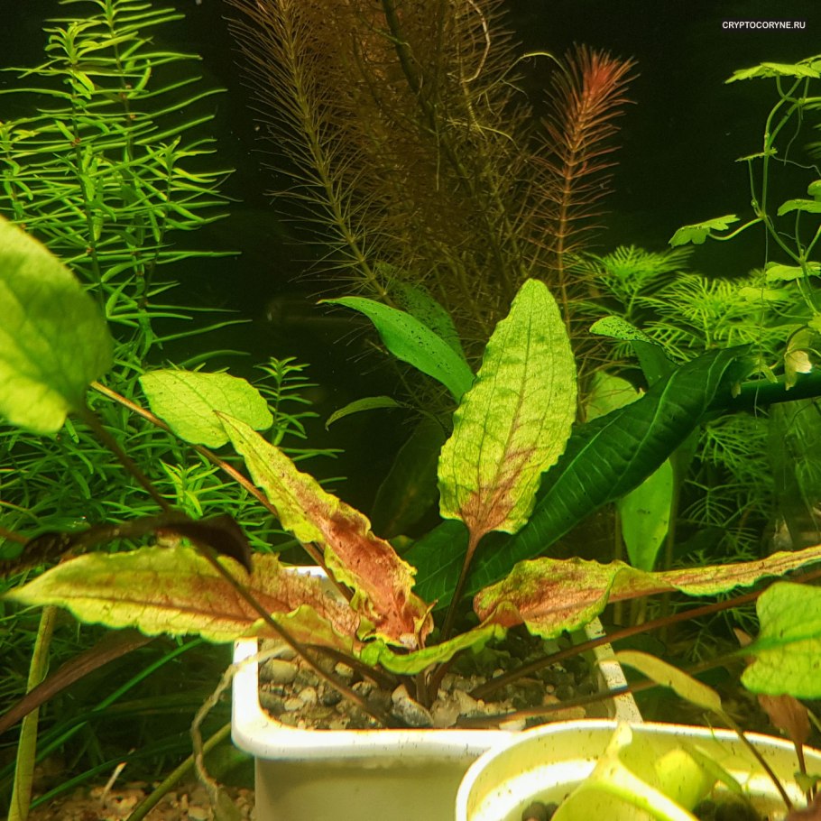 Криптокорина Вендта зеленый геккон