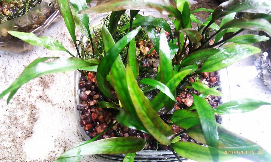 Криптокорина устериана зеленая