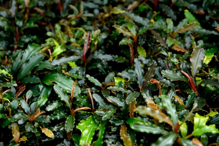 Cryptocoryne schulzei