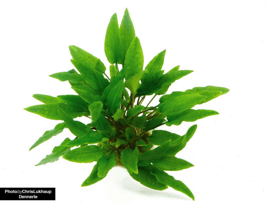 Криптокорина Вендта