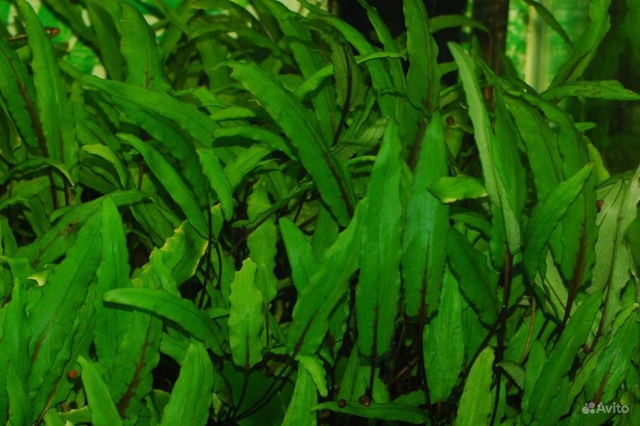 Криптокорина Нури цветение