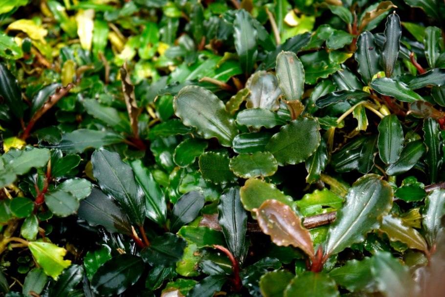 Криптокорина Погостемон