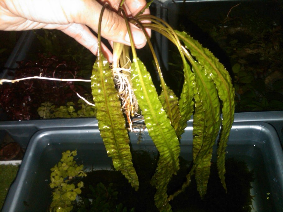 Криптокорина с красными прожилками