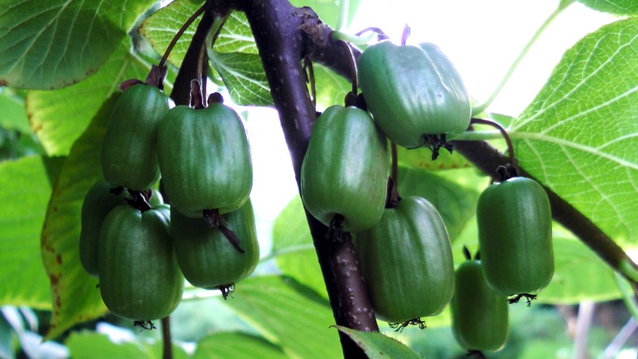 Актинидия гибридная Колбасиной