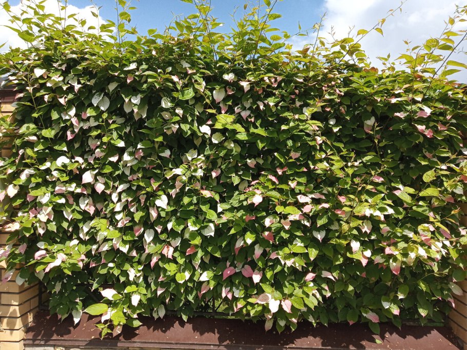 Актинидия коломикта Шимановский