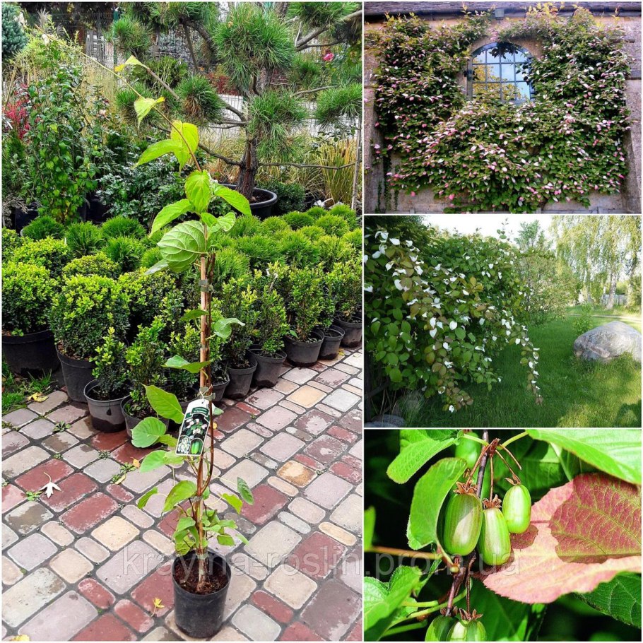 Шпалера для актинидии коломикта