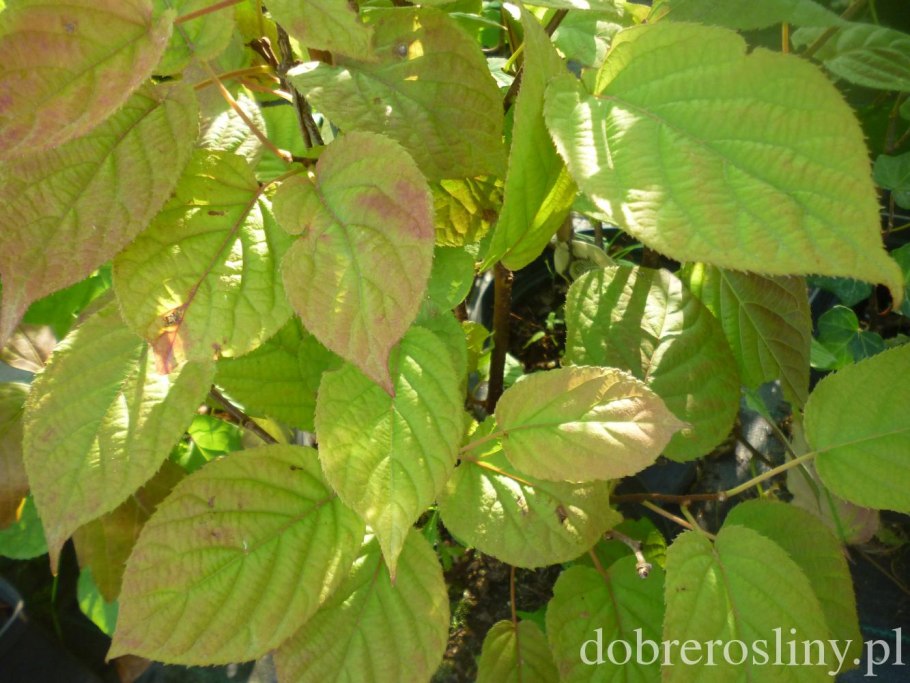 Актинидия коломикта Лакомка