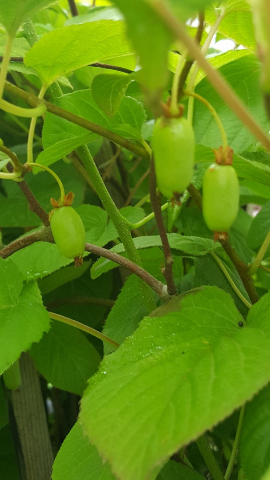 Актинидия коломикта