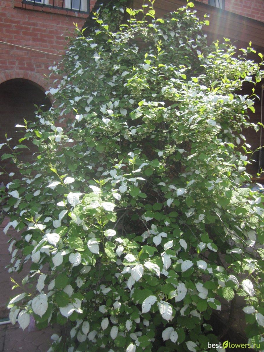 Актинидия доктор Шимановский