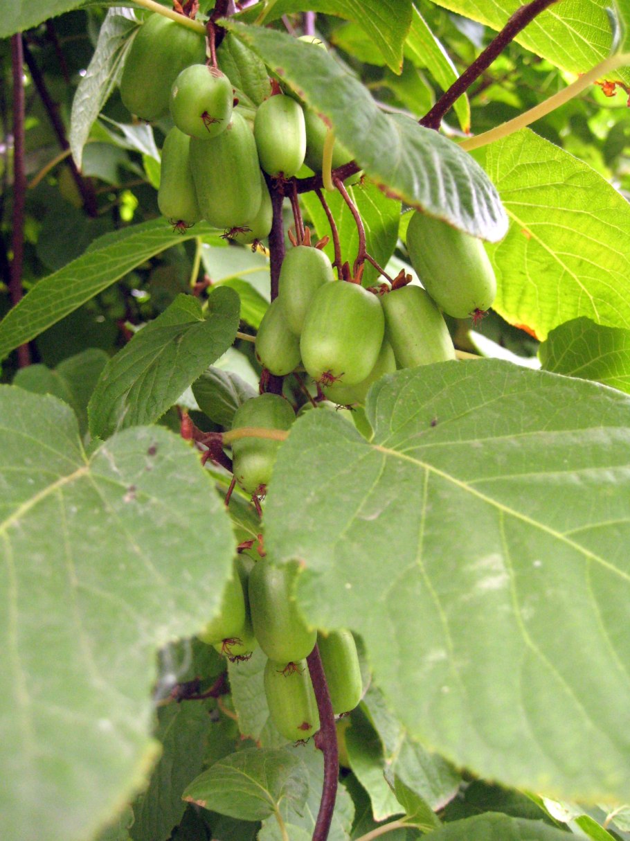 Актинидия коломикта доктор замановский