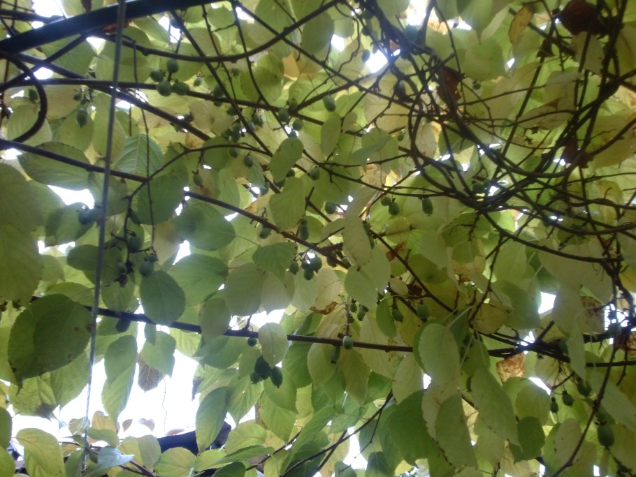 Актинидия коломикта Лакомка