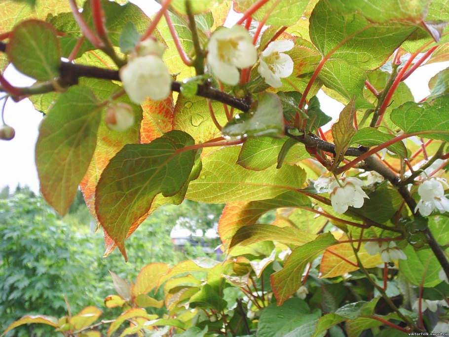 Актинидия доктор Шимановский