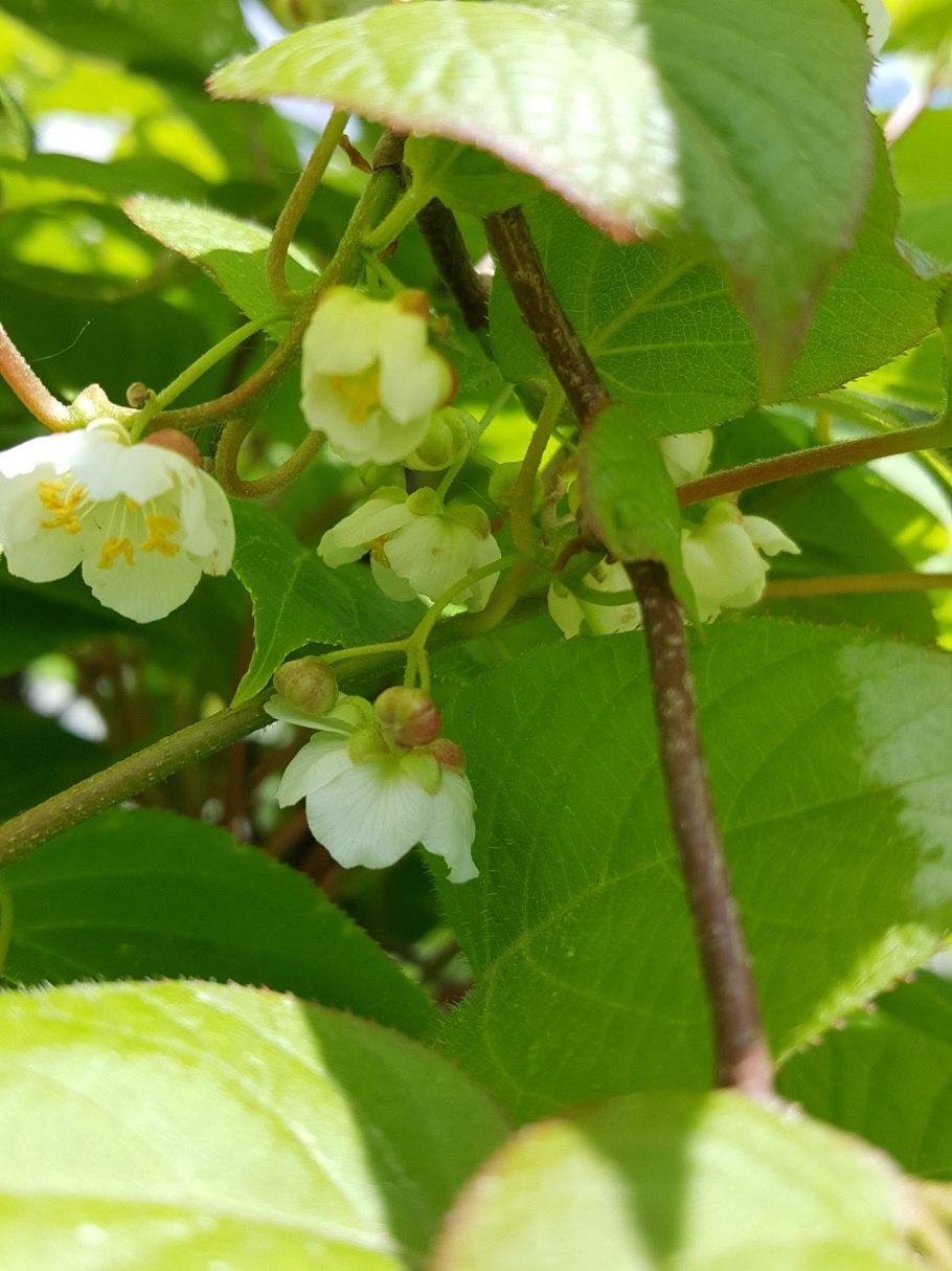 Актинидия коломикта доктор Шимановски