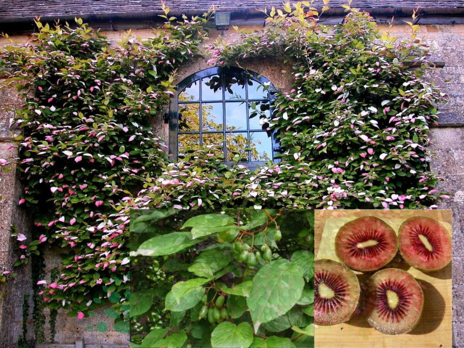 Актинидия адам и доктор Шимановский