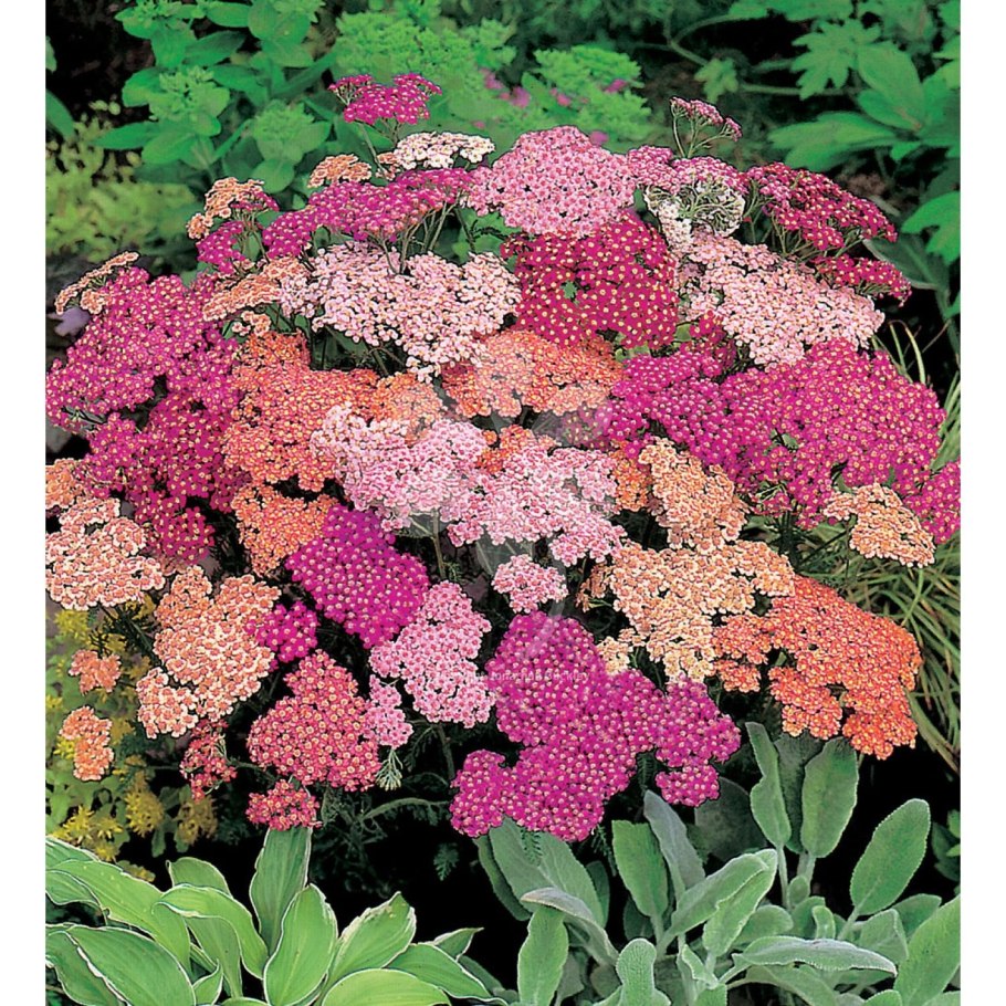 Тысячелистник Экселент