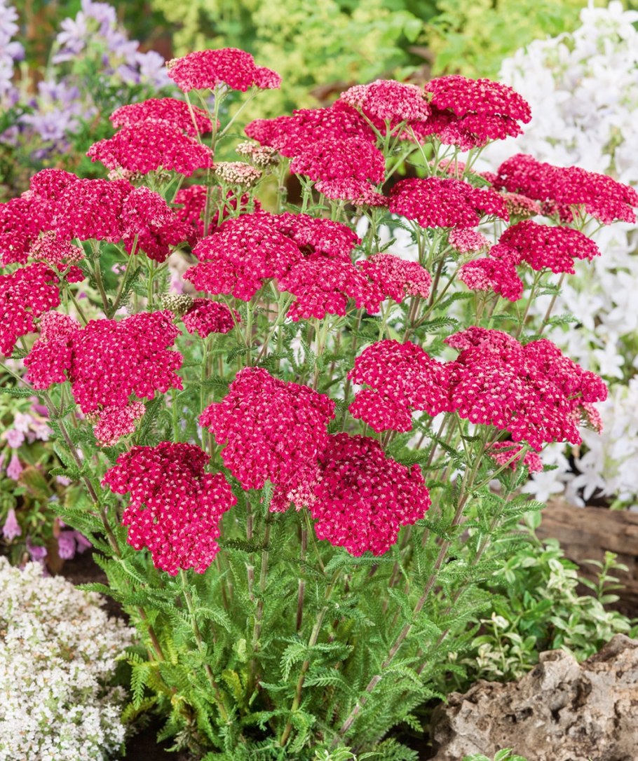 Тысячелистник обыкновенный на клумбе