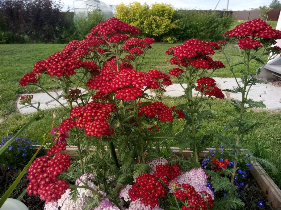 Тысячелистник Вишневая Королева