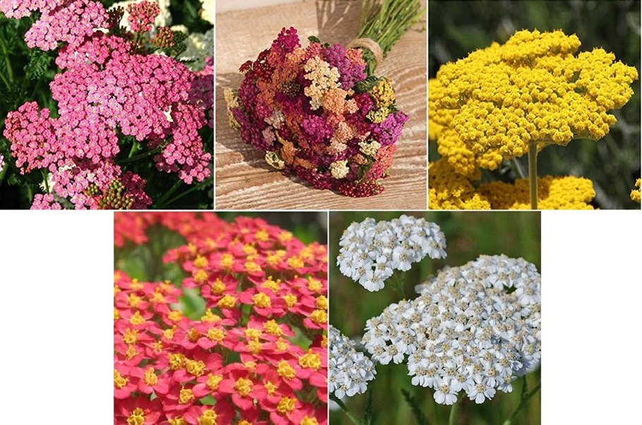 Тысячелистник саммер пастелс