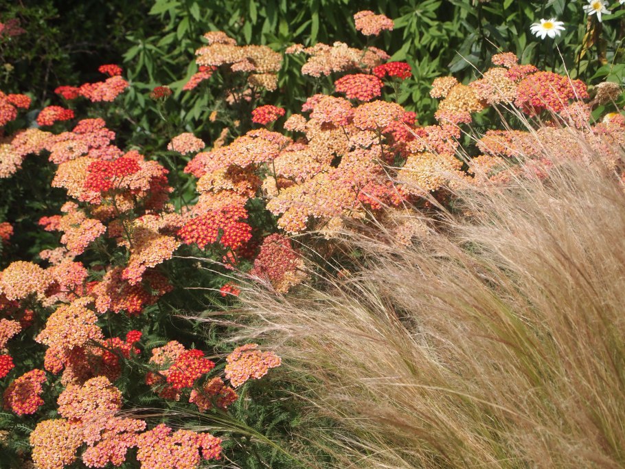 Тысячелистник на клумбе