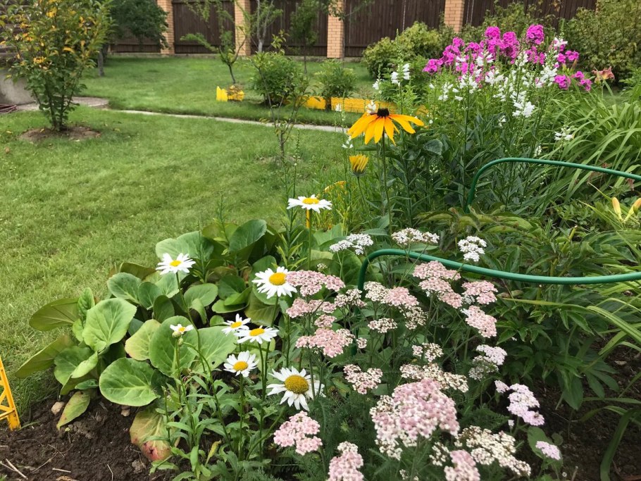 Тысячелистник Шафран